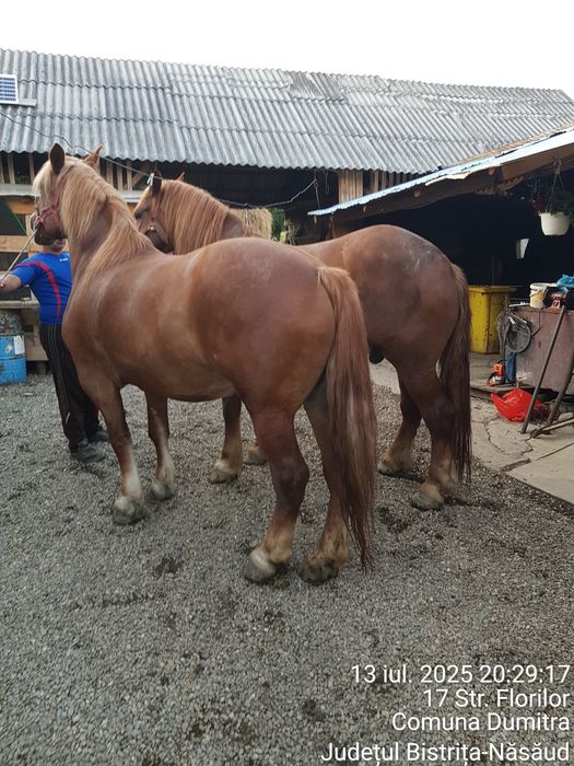 Vând pereche de caii