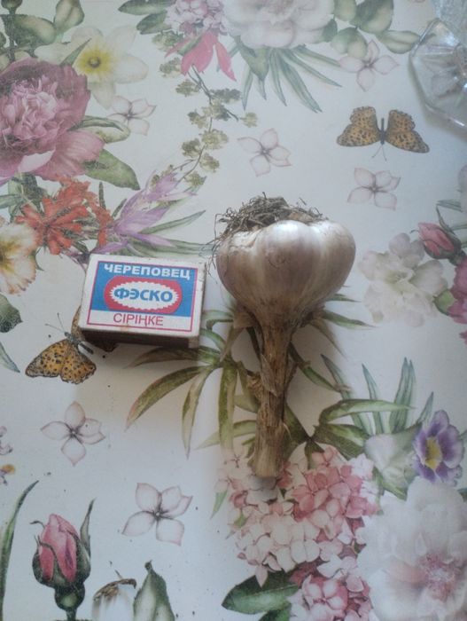 Продам Чеснок домашний .