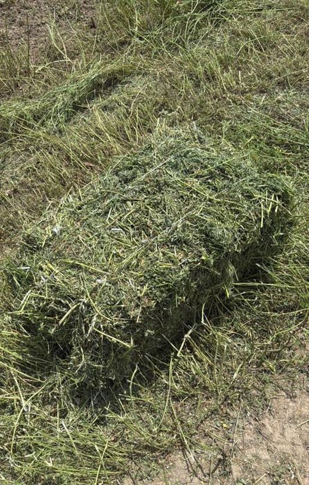 Продам люцерну сено