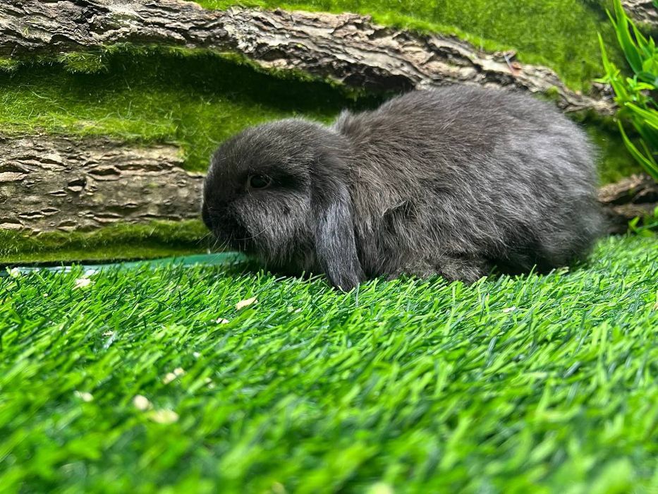 Декоративный кролик