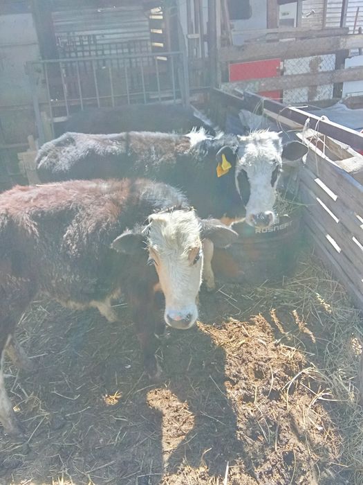 Телята 8- месяцев