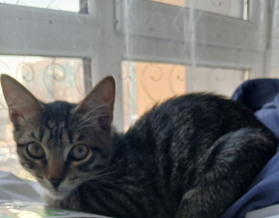Котёнок 3 месяца мальчик