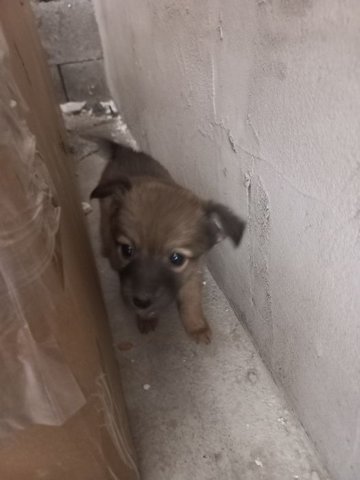 Отдам бесплатно.