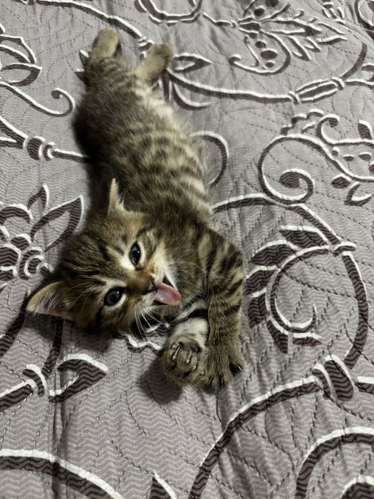 Котята 1 месяц. Девочка и мальчик.