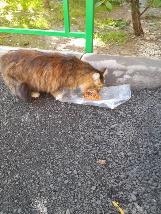 Котик белый кастрирован бесплатно