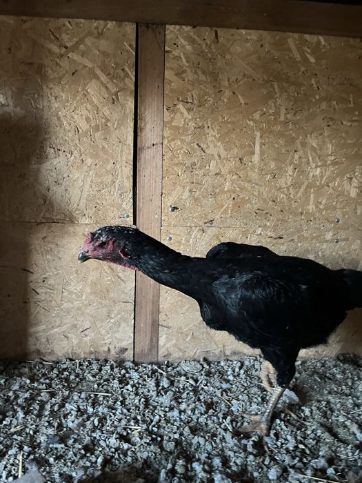 Курица бойцовая 15000