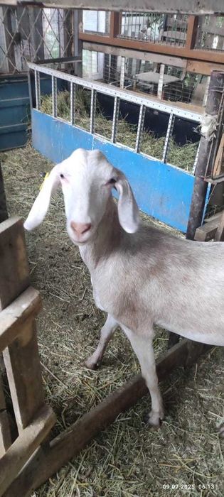 продам козы разные