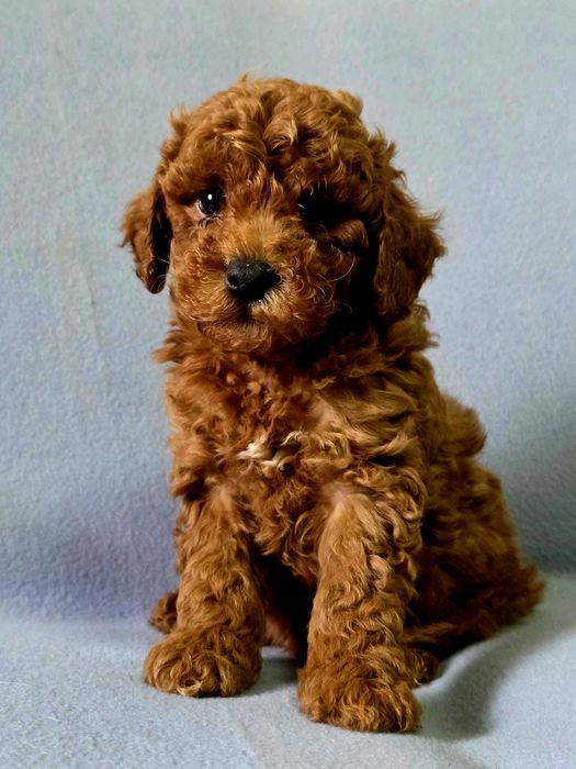 Pudel toy cu pedigree