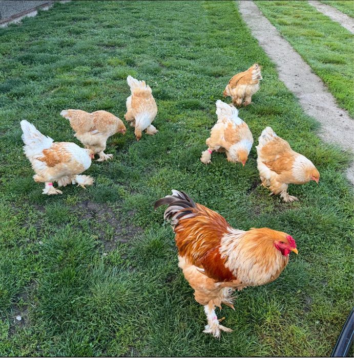 Vând familie 6+1 Brahma Lemon din 2025