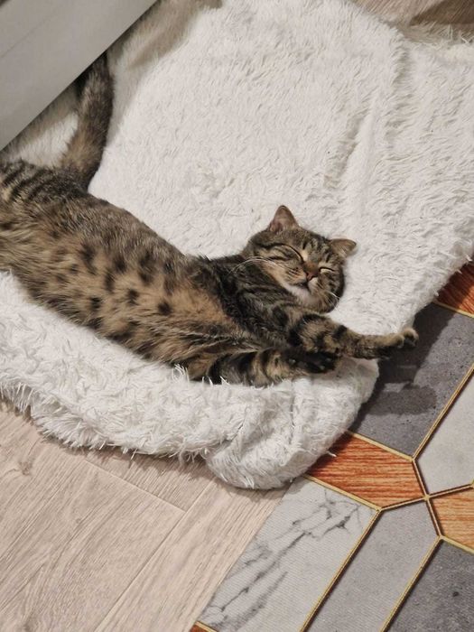 Котёнок, мальчик 4 месяца