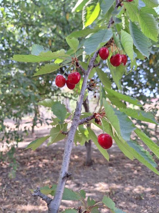 Продается земельный участок в Новом Ташкенте