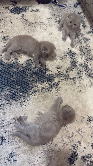 Кошки лиловые 1,5 месяца.