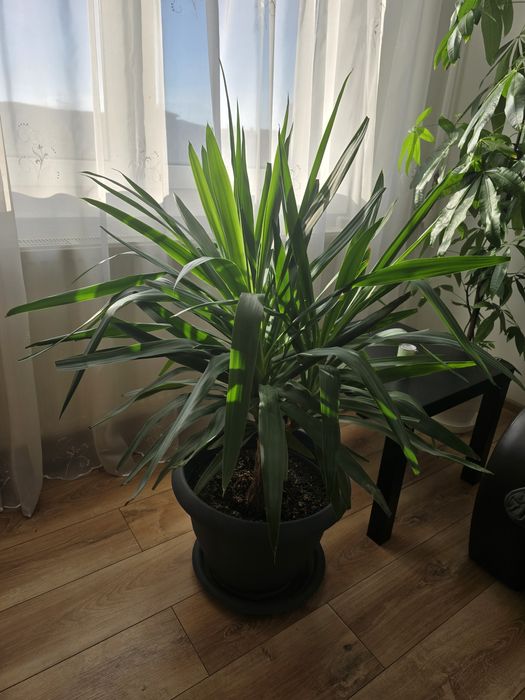 Planta exotica Yucca