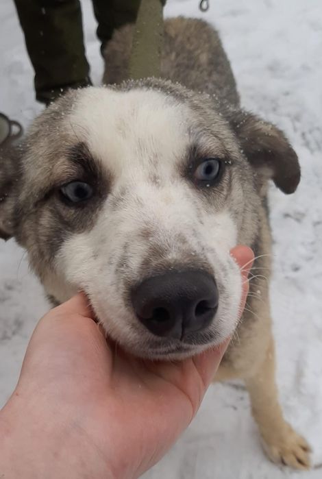 ПорОдиСтыЕ соБаЧки ждут СтаРых или более ответственных новых хозяев