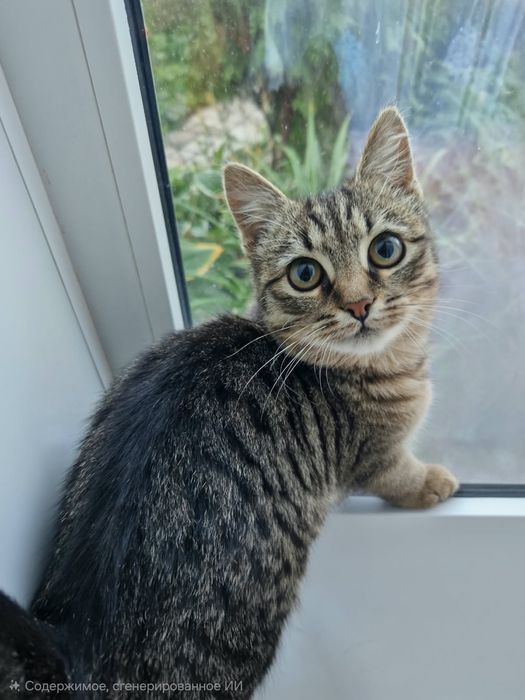 Отдам котенка в хорошие руки
