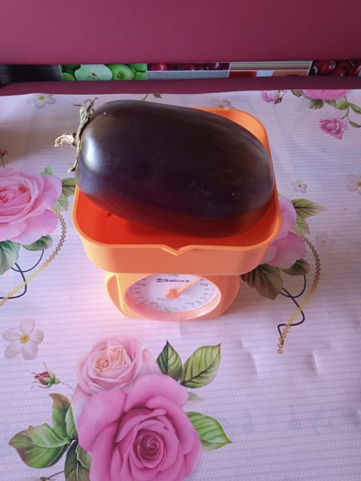 Баклажаны домашние