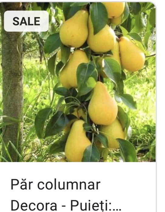 Pomi columnari fructiferi