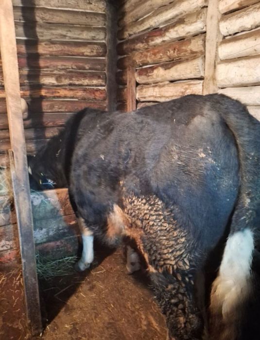 Два быка с откорма