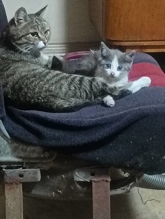 Отдам котят в хорошие руки