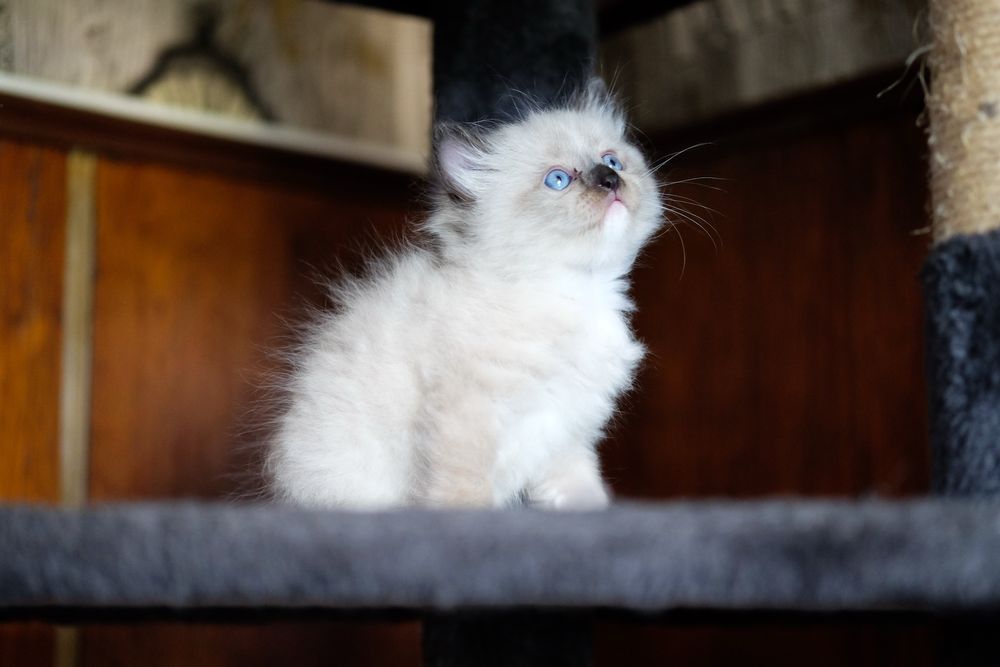 Чистокръвни котенца РАГДОЛ търсят своите любящи семейства!