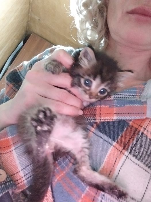 Котята мальчики 1 месяц