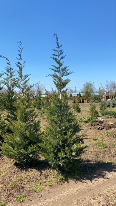 Футиния,туя и закуми. Японски клен,магнолии в три цвята.