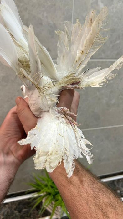 Продам молодого челкаря