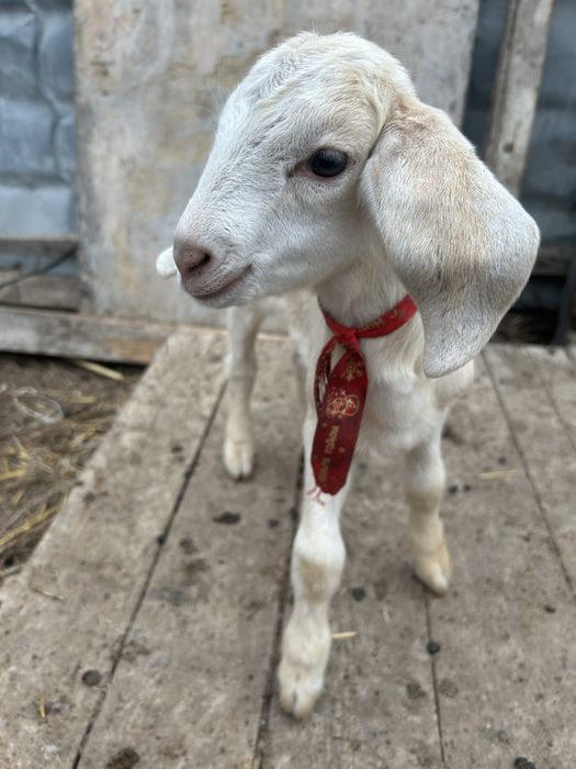 Козленок нубий породы мальчик