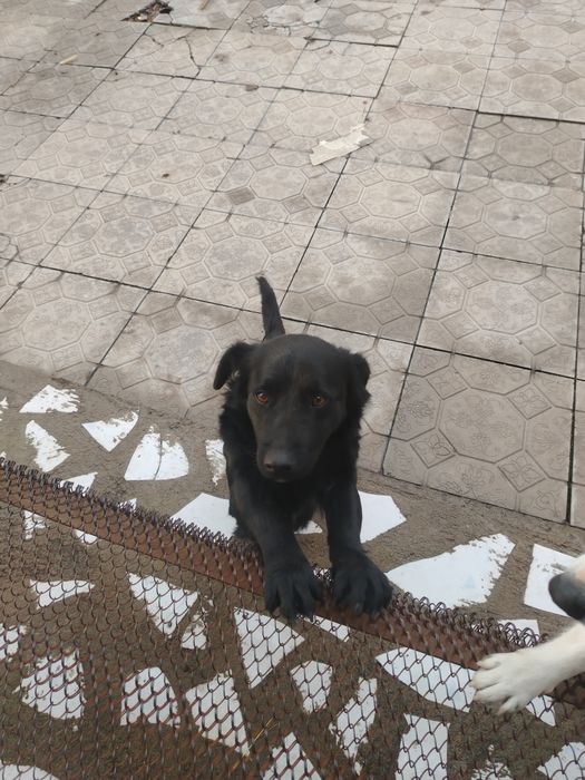 Өте сүйкімді ит ұл