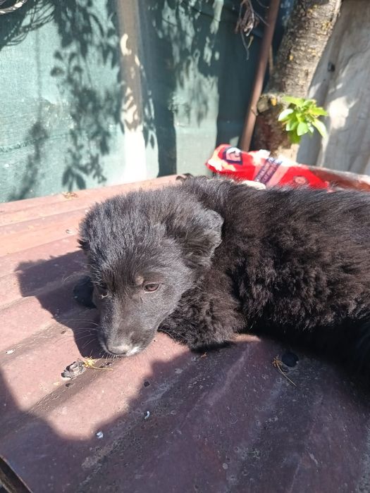 Donatie spre adopție căței
