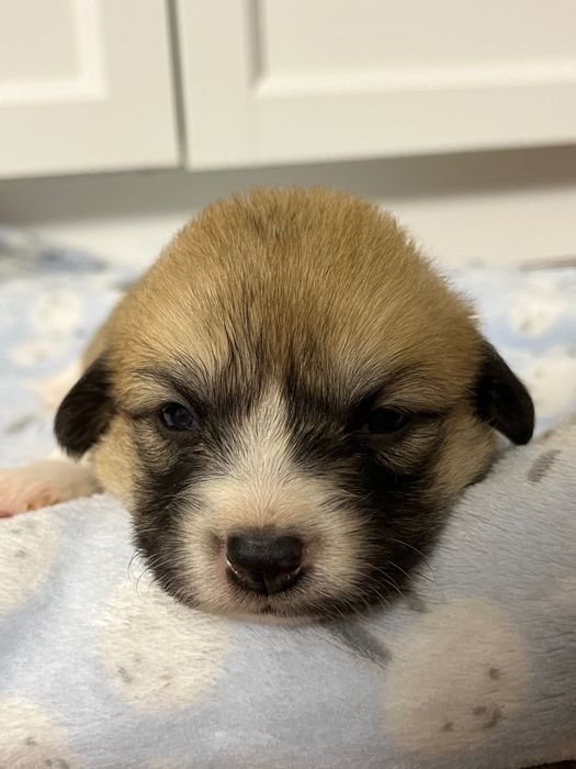 Welsh Corgi Pembroke