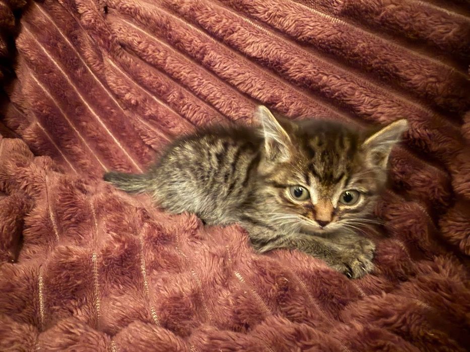 Отдам котёнка (мальчик) в добрые руки