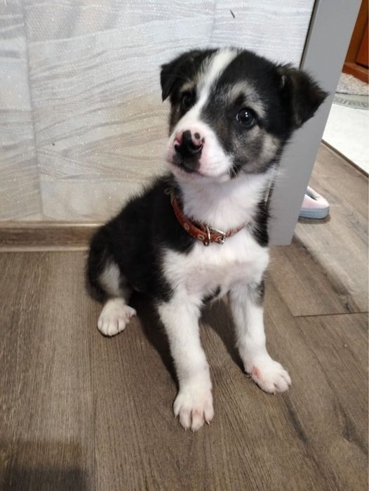 Мальчишка в хорошие руки