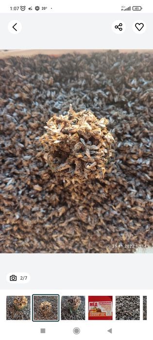 Подмор     пчелы