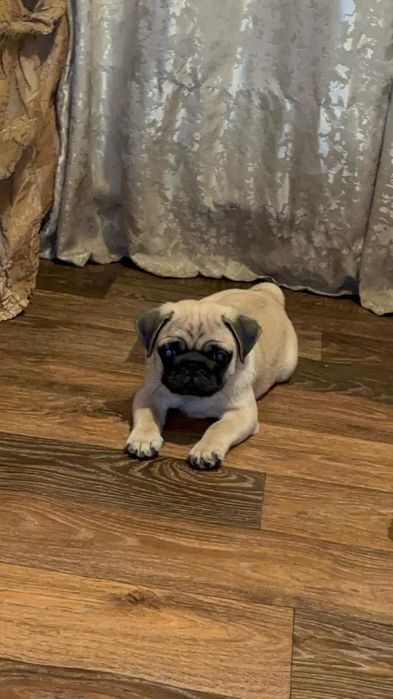 Продам щенков мопса.