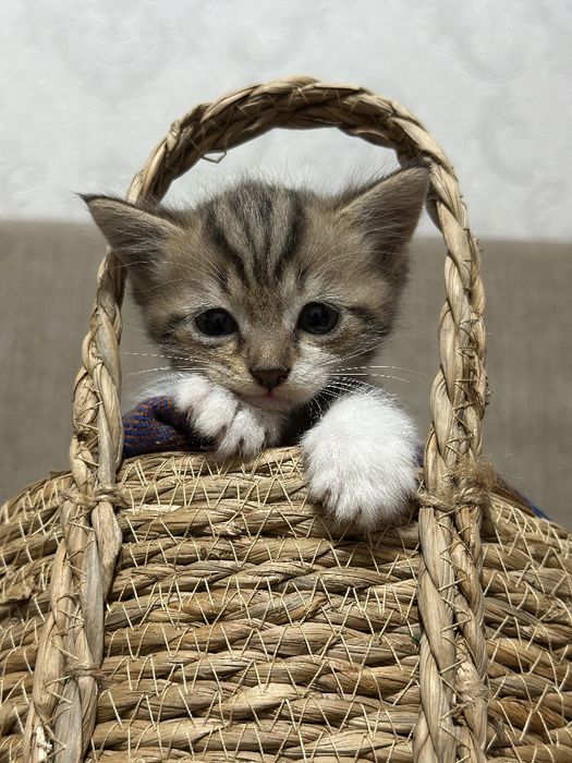 Продаются британские котята