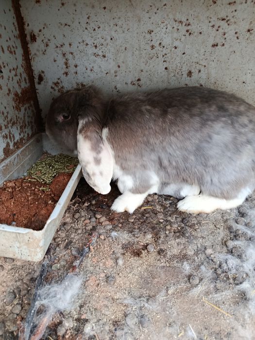 Продам крольчиха парода баран
