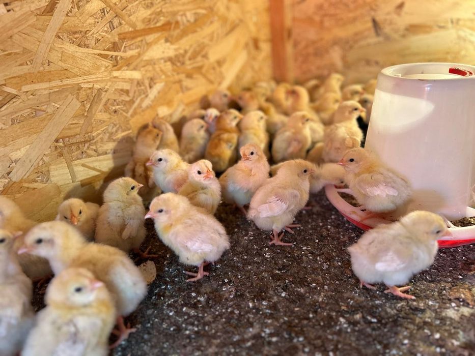 ломан Браун балапан