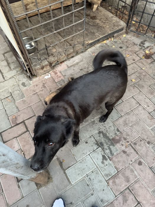 Щенки бесплатно.