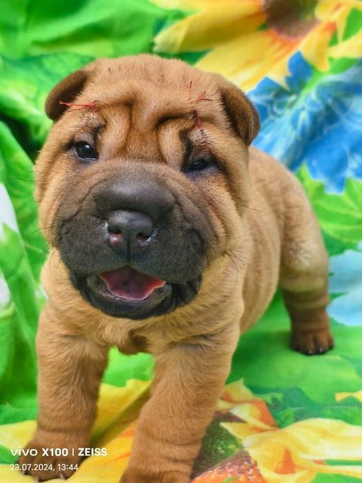 Продам щенка шарпея.