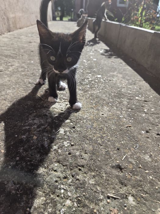 Donez pisicute adorabile