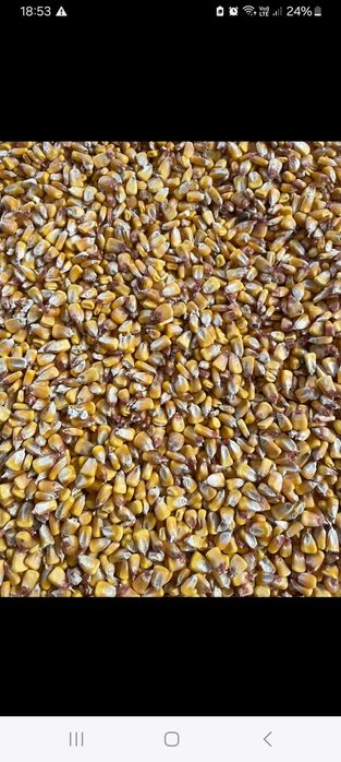 Porumb boabe de vânzare