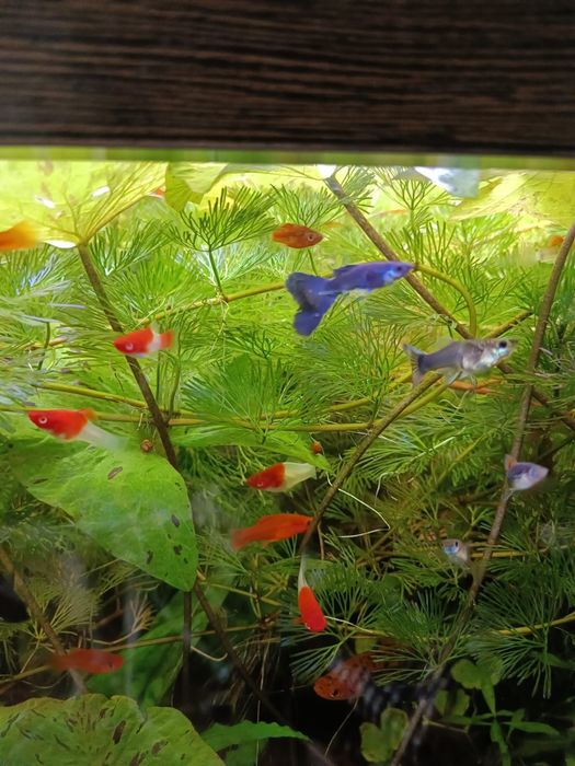 Продам растения,и аквариумные рыбки