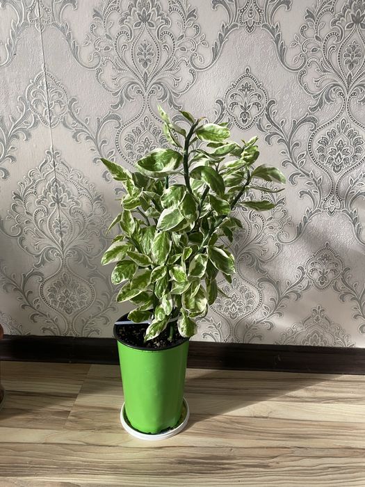 домашние цветы.