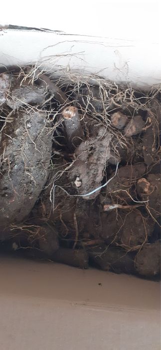 Untul pamantului radacina