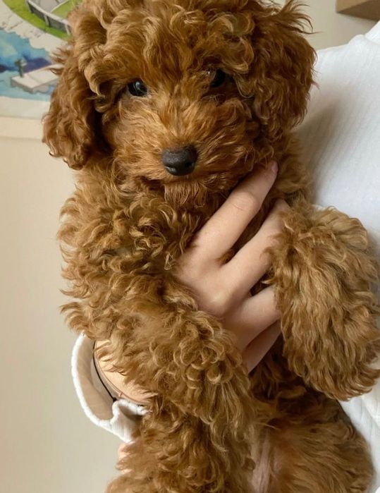 Пудел Той  /poodle Toy