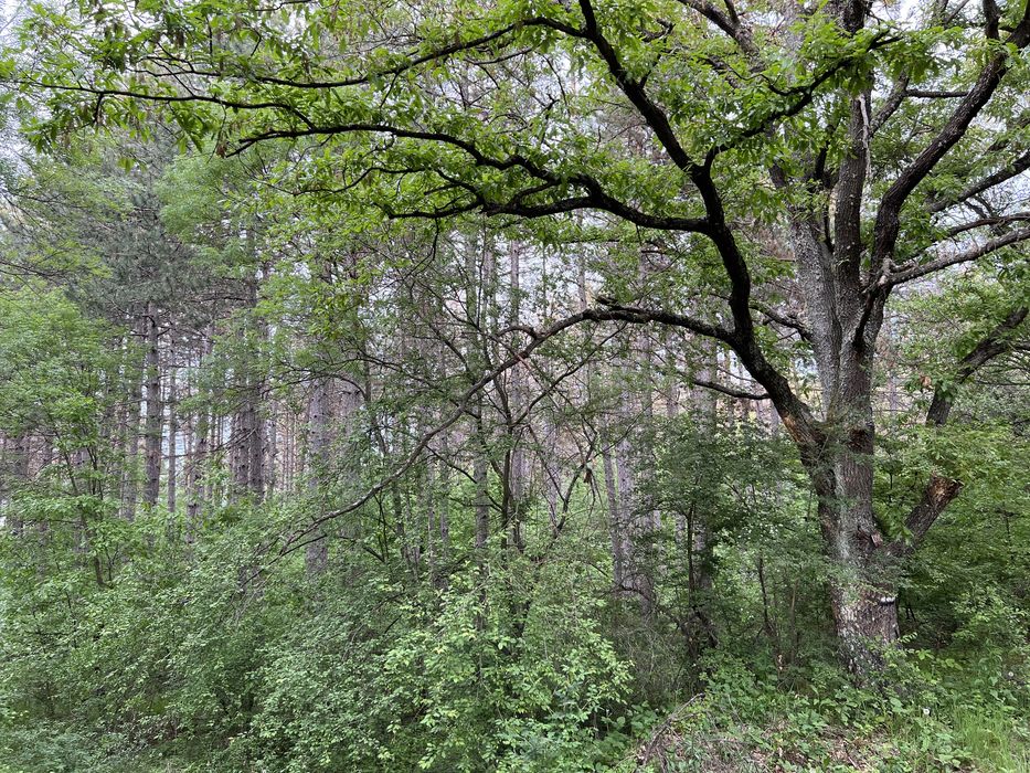 Продава се горска земя