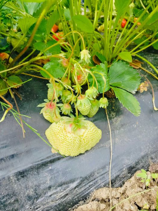 Разсад Ягоди с високо качество и вкус