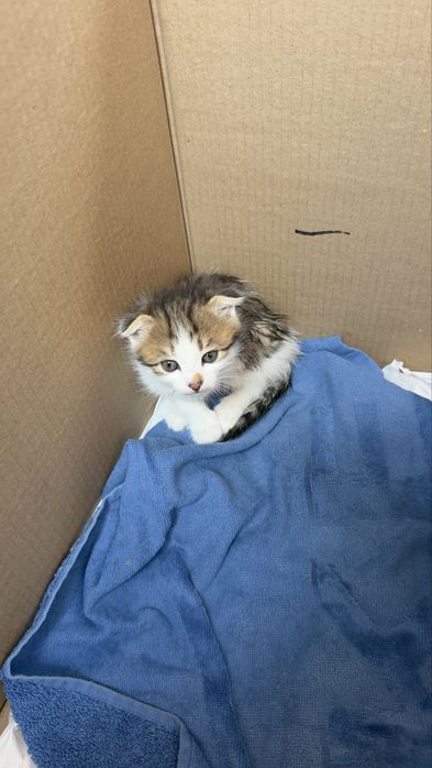 Отдам котят в добрые руки