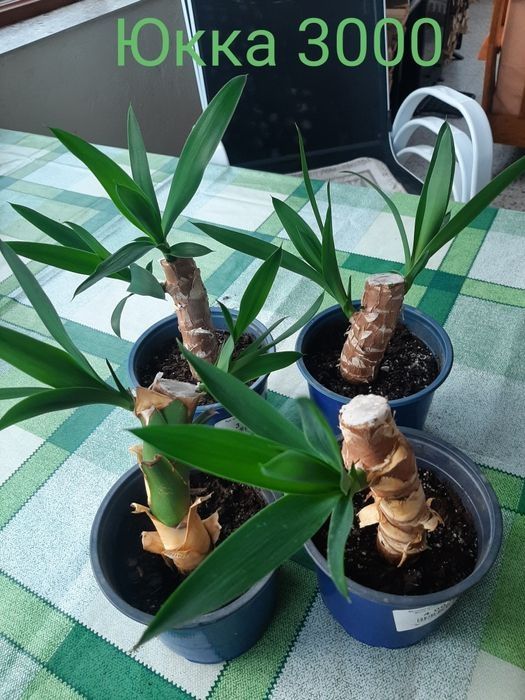 комнатные растения